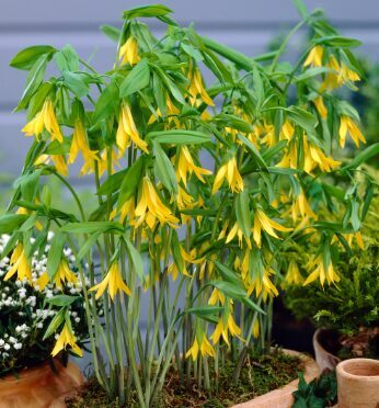 Lielziedu uvulārija “Pallida”